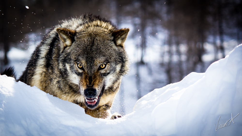Angry-Wolf