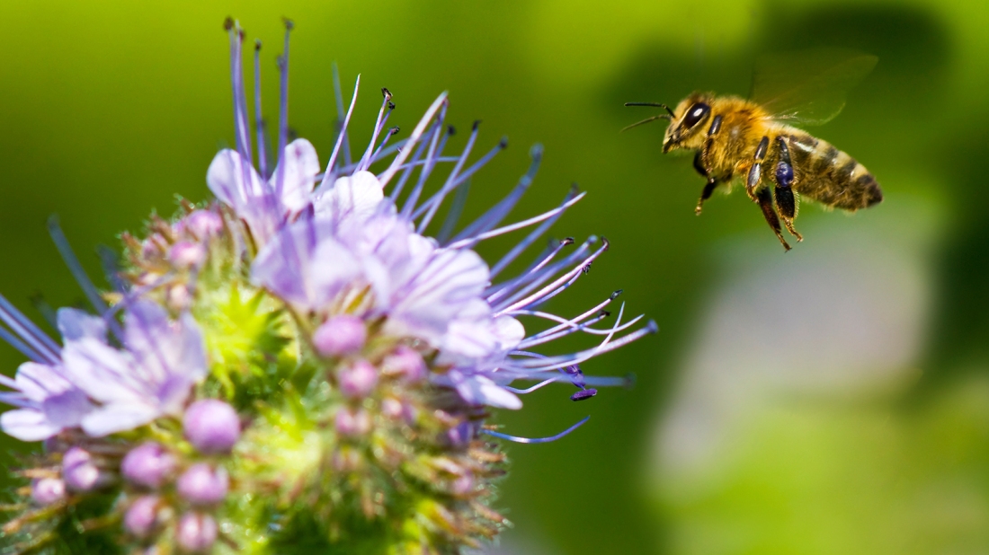 honeybee-purple-flower.ngsversion.1472674737208